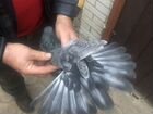 Николаевские голуби из Украины объявление продам
