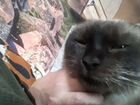 Сиамская кошка, очень красивая, девочка, играет, в объявление продам