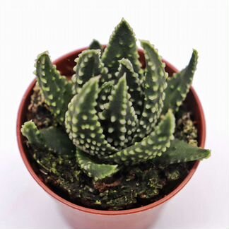 Хавортия Пумила