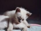 Три Тайских котенка объявление продам