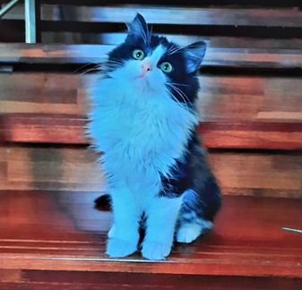 Пушистая крошка ищет семью