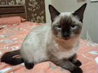Тайский котёнок примерно 6 месяцев объявление продам