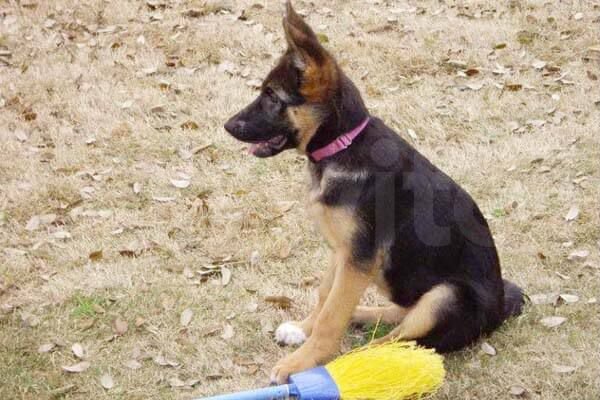 щенок немецкой овчарки 5 месяцев. щенок немецкой овчарки 5 месяцев. 4 месячный щенок овчарки. собаки немецкие овчарки 4месеца. щенок немецкой овчарки 4 месяца.