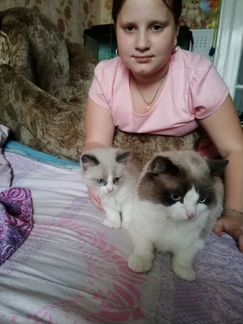 Пушистики рэгдолл мальчишечки