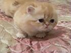 Котенок персидский экзот
