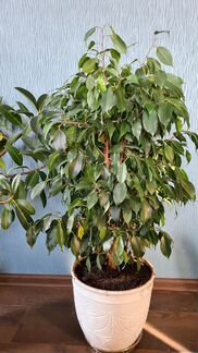 Фикус бенджамина