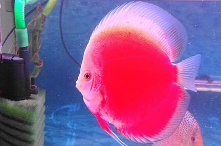 Rеd white discus, в размере: 11-12см