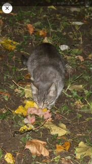 Котёнок Павлуша, 3 мес