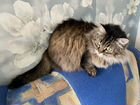 Сибирская кошка бесплатно