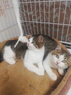 Котята в дар