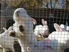 Кролики великаны ризины объявление продам