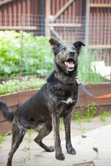 Граф ищет новый дом