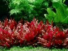 Растения для аквариума, Аквалеон - (Хабаровск) объявление продам