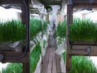 Ферма по выращиванию зелëнного лука, микрозелени объявление продам