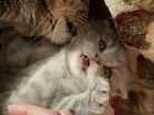 Шотланский вислоухий котенок