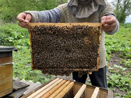 Пчёлы - фотография № 1