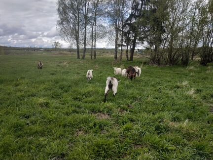 Козы, козочки, козел