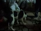 Собака алабай чистокровная возрост пять месяцев пр объявление продам