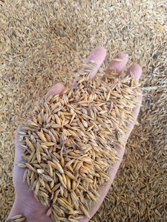 Пшеница, ячмень, овес, комбикорма