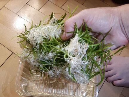 Эхинодорус Нежный (прополка)