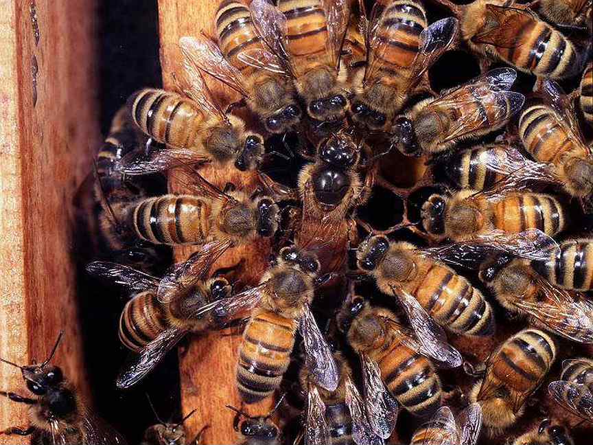 Пчелиная семья. Пчелиная матка. Семья пчел.
