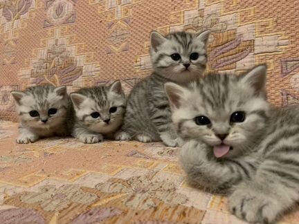 Авито ижевск шотландский котенок. Шотландский вислоухий котик маленький полтора месяца. Одежда кошкам шотландцам. Авито ижевск шотландский котенок. Породистые котята в добрые.