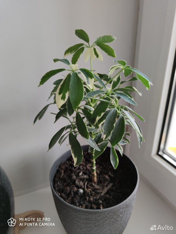 Schefflera