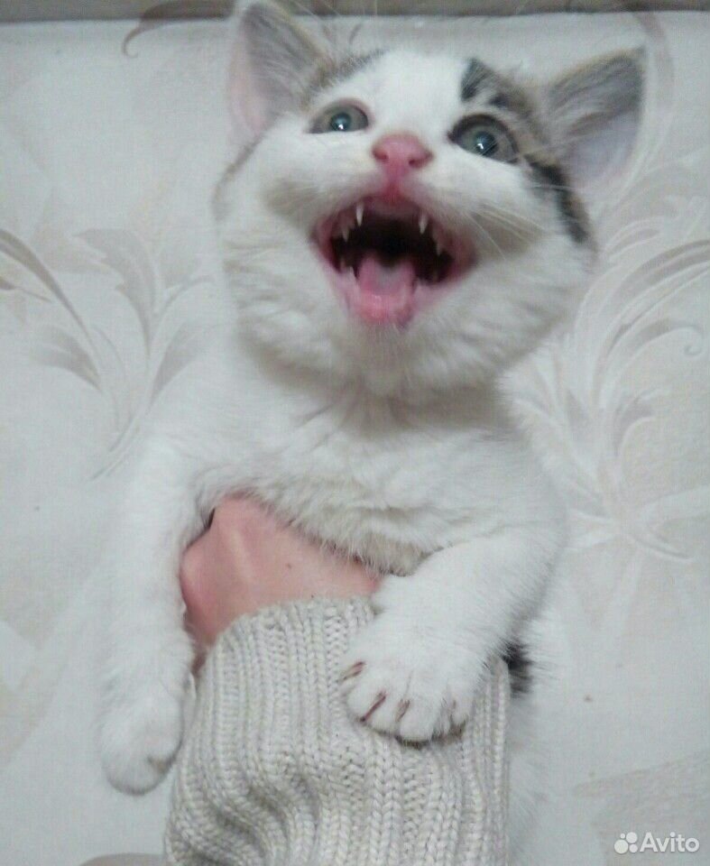Кошка