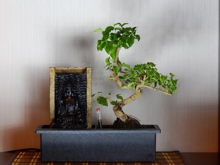 Бонсай лигуструм с автополивом и водопадом