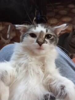 Котенок Банда 3 мес