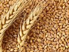 Семена подсолнуха ячмень пшеница кукуруза
