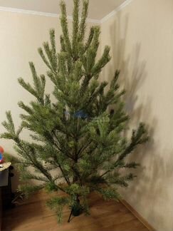 Сосна новогодняя