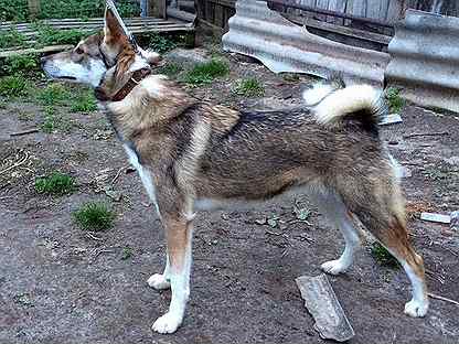 западносибирская лайка рыжая. восточно сибирская лайка. шведская лайка емтхунд. западносибирская лайка рыжая. каравашкин западно сибирской лайки.