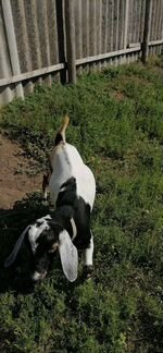 Дойная нубийская коза - фотография № 7