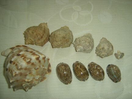 Раковины морские
