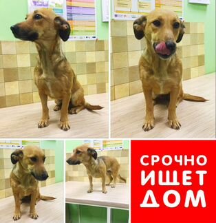 Маленькая Рыжуня спешно ищет дом