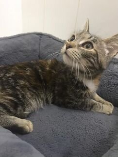 Котенок Ляля лесного окраса в дар