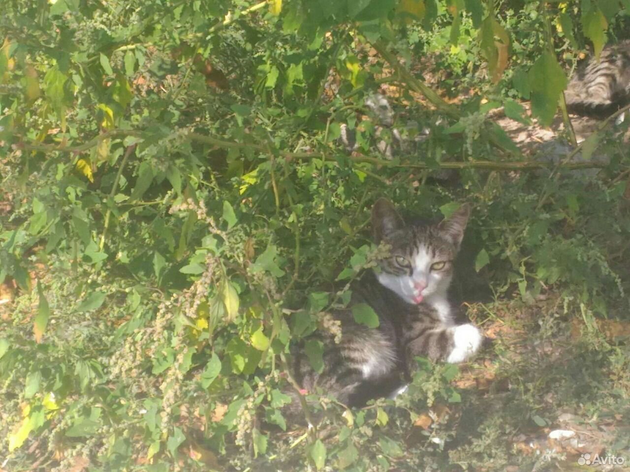 Котята