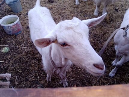 Зааненские козы дойные с козлом - фотография № 8